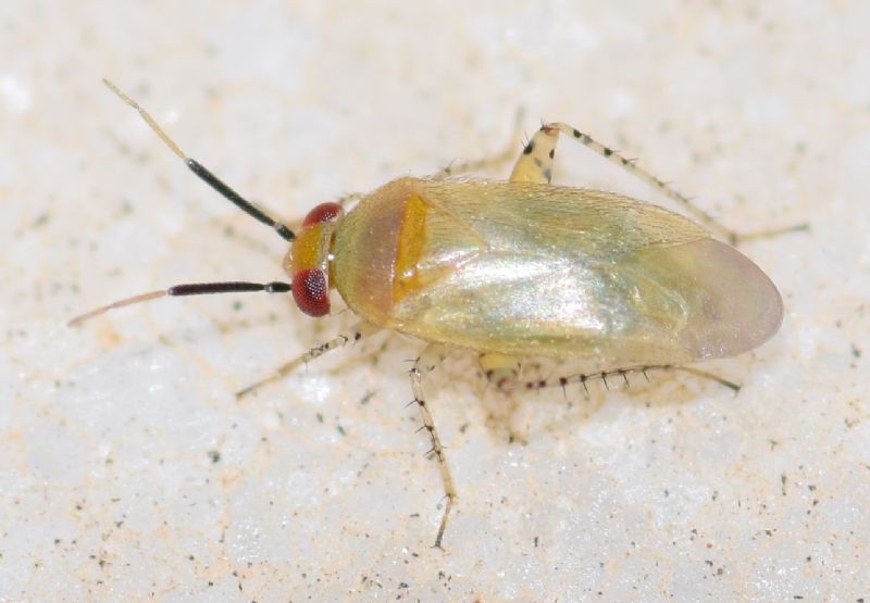 Miridae: Campylomma diversicorne Reuter, 1878